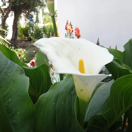 Iliopoulou Appartamento *