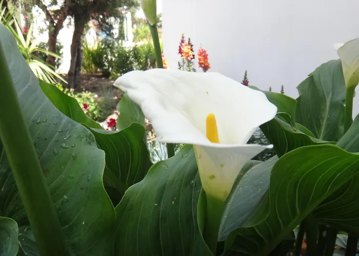 Iliopoulou Apartman *